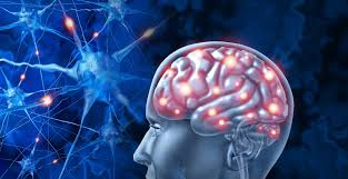 Tu Cerebro Puede Cambiar a Cualquier Edad: Neuroplasticidad y el Rol de la Melena de León